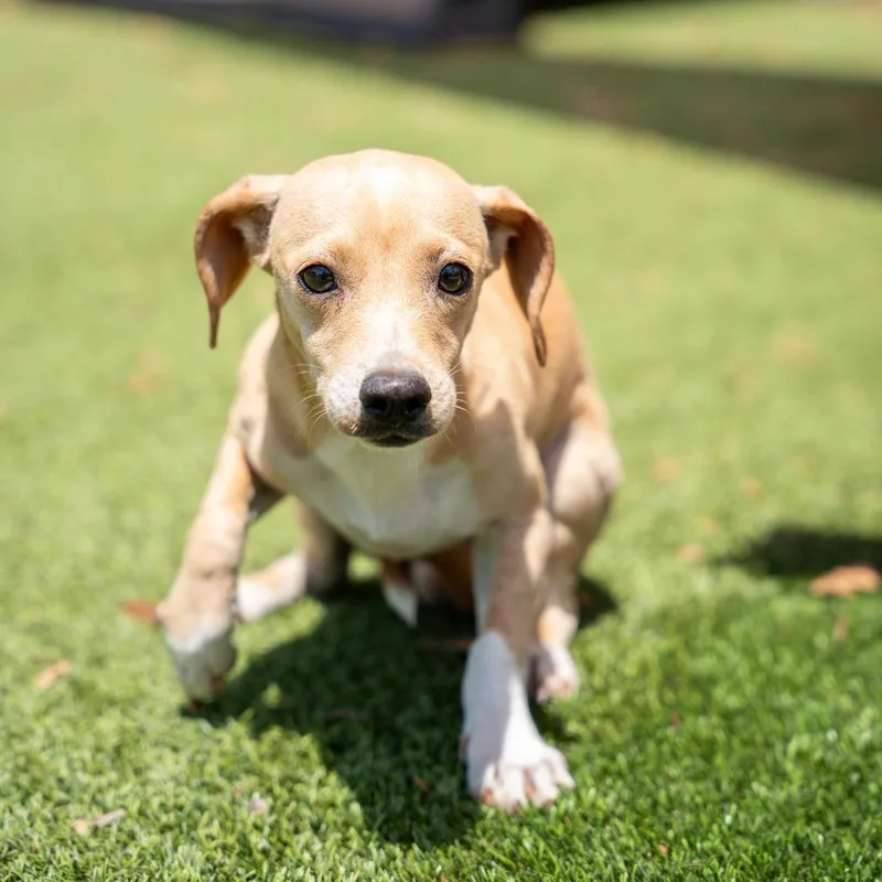 A young small-sized male Yellow / Tan / Blond / Fawn Terrier dog named Opie for adoption in Gainesville, GA