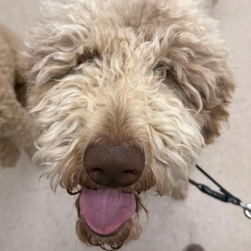 An adult medium-sized male Brown / Chocolate Standard Poodle dog named Winston for adoption in Evansville, IN