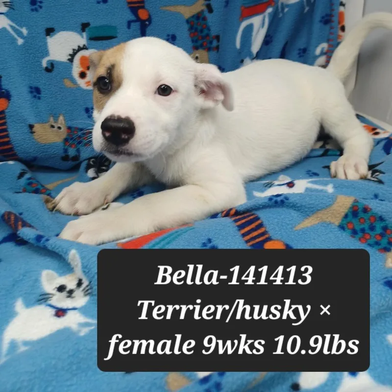 A baby small-sized female Pit Bull Terrier dog named Bella for adoption in New Tazewell, TN