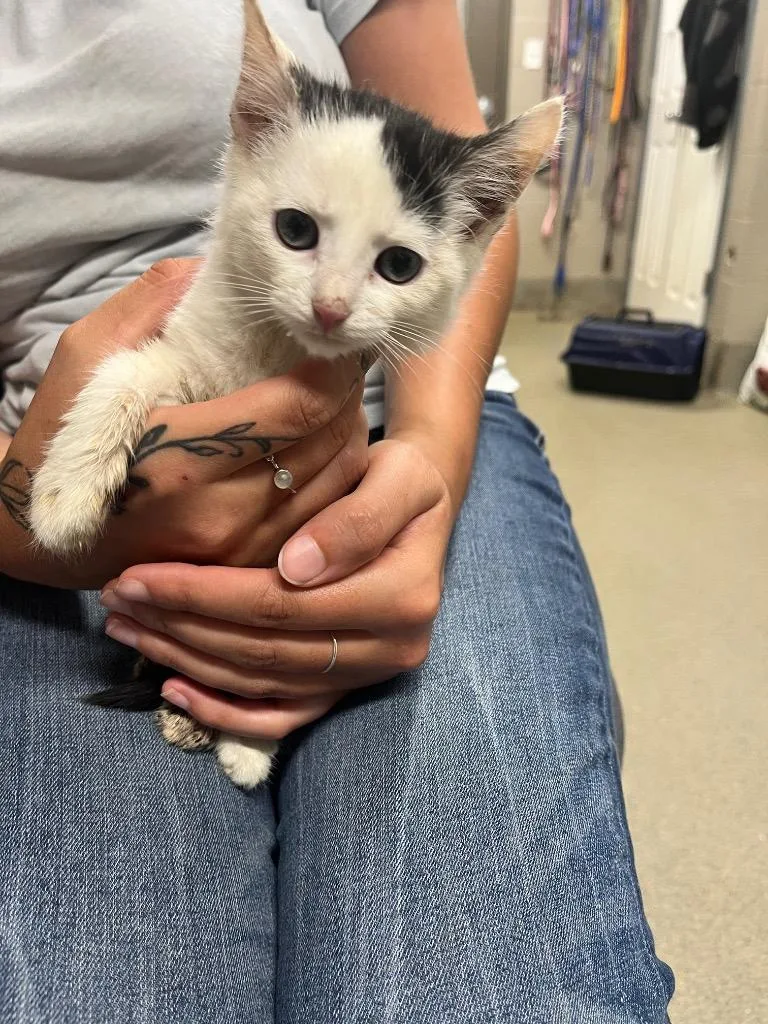 A baby small-sized female Domestic Short Hair cat named Kipper for adoption in Hopkinsville, KY