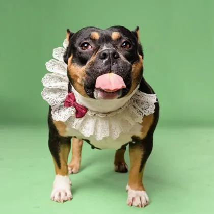 An adult large-sized female Pit Bull Terrier dog named Juicy Couture for adoption in Atlanta, GA