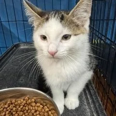 A baby medium-sized male Tabby (Gray / Blue / Silver) Domestic Short Hair cat named Possum for adoption in Louisville, KY