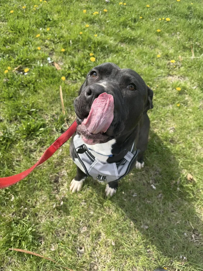 A young large-sized male Black Pit Bull Terrier dog named Drako for adoption in LEMONT, IL