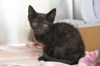 A young small-sized male Domestic Short Hair cat named B Skittles for adoption in North Charleston, SC