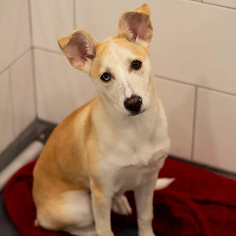 A baby medium-sized female Husky dog named Lilo for adoption in Cumming, GA