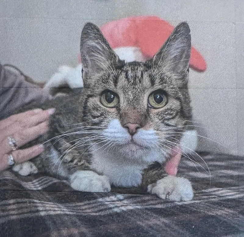 A senior small-sized female Brown / Chocolate Domestic Short Hair cat named Noel Freeport for adoption in Westbury, NY