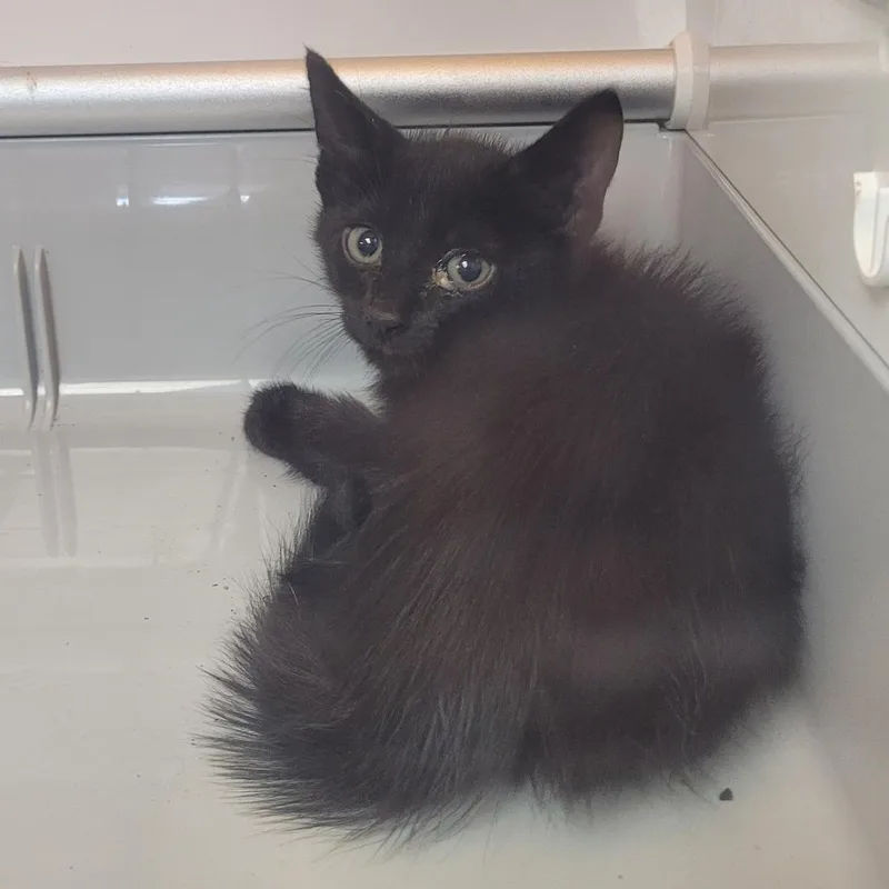 A baby small-sized male Black Domestic Short Hair cat named Polka for adoption in Norman, OK