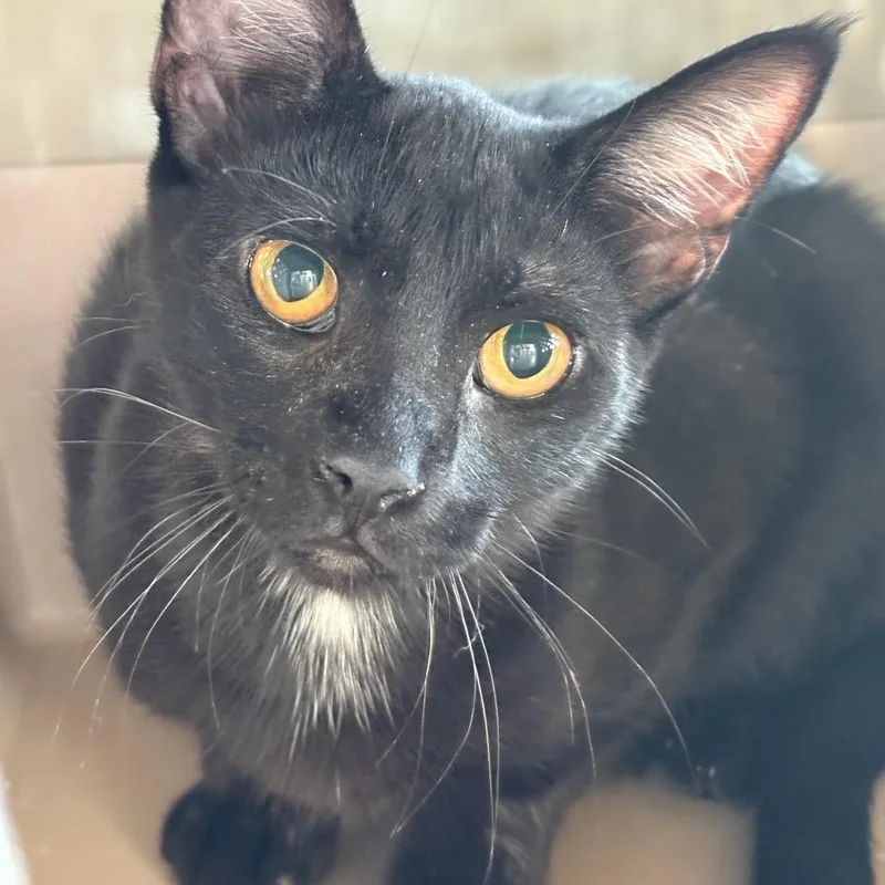 A young small-sized male Black Domestic Short Hair cat named Lil Fred for adoption in Leander, TX