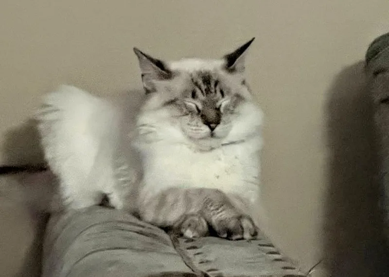 A young medium-sized male Siamese cat named Diamond for adoption in Ridgeland, MS