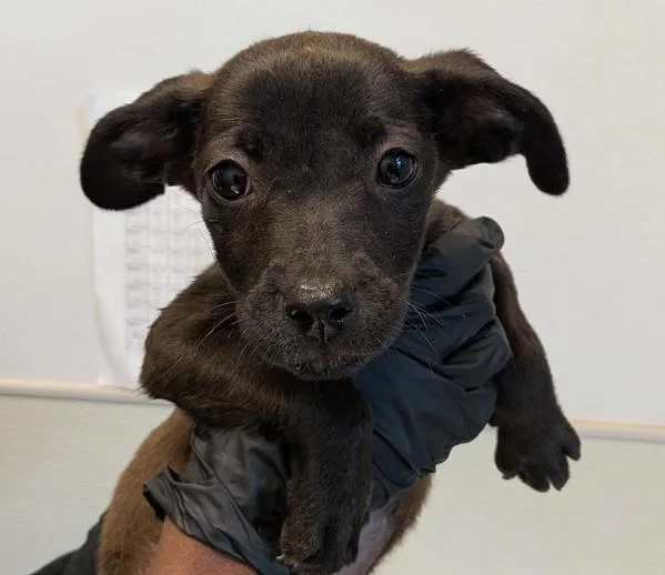 A baby small-sized female Shepherd dog named Yosh for adoption in Escondido, CA