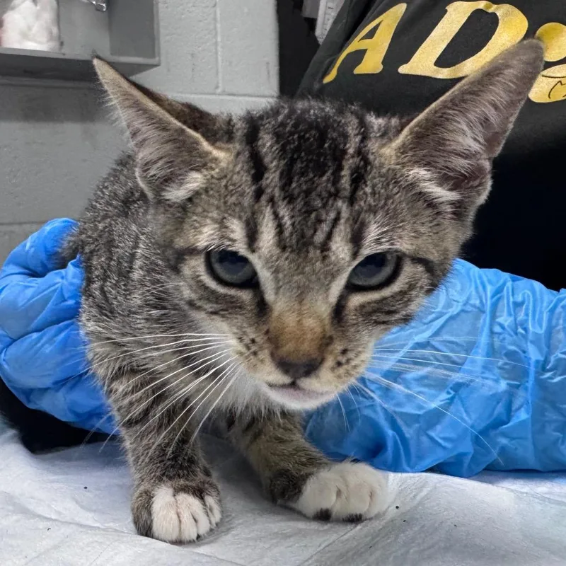 A baby small-sized male Brown / Chocolate Domestic Short Hair cat named Crochet for adoption in Summerville, SC