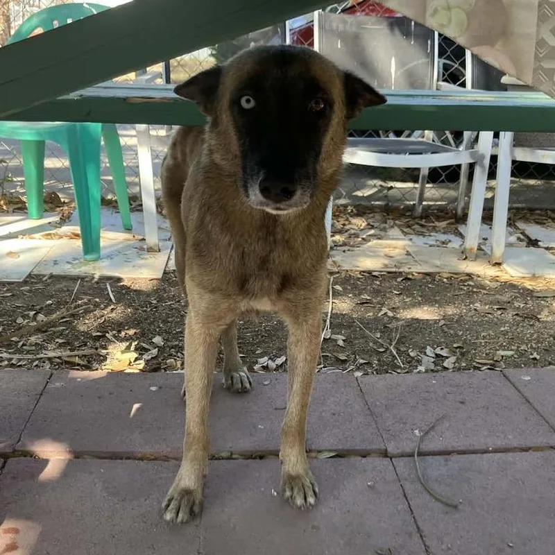 An adult medium-sized female Belgian Shepherd / Malinois dog named Willow for adoption in Stephens City, VA