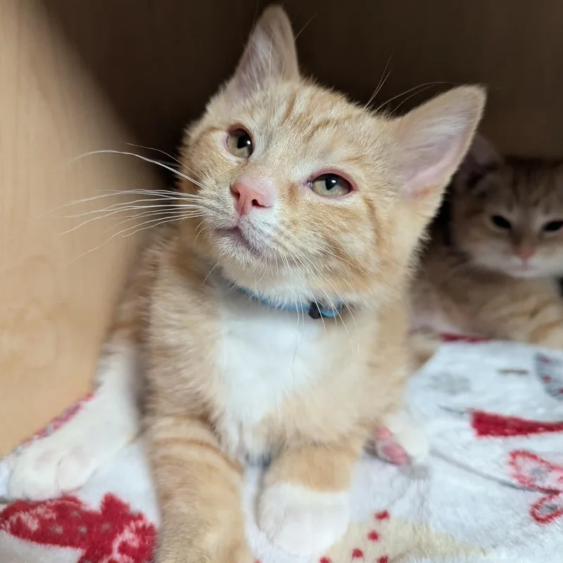 Ross Geller thumbnail 2