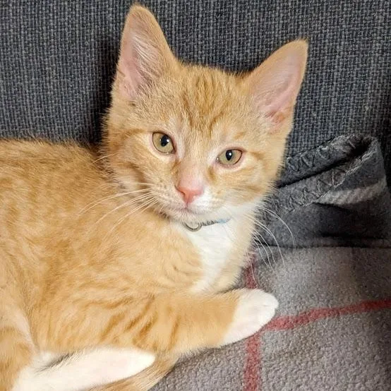 Ross Geller thumbnail 3