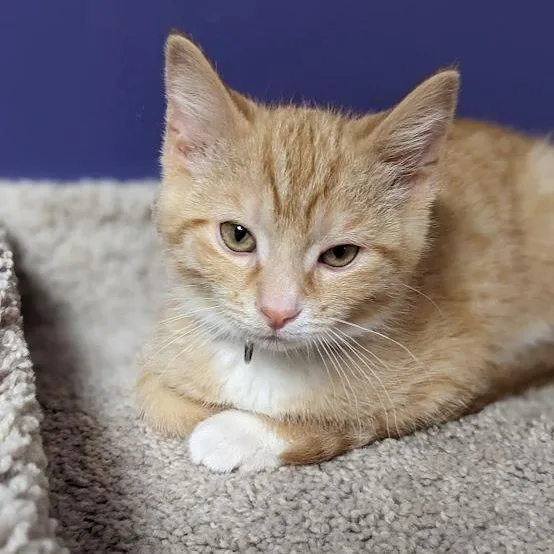 Ross Geller thumbnail 4