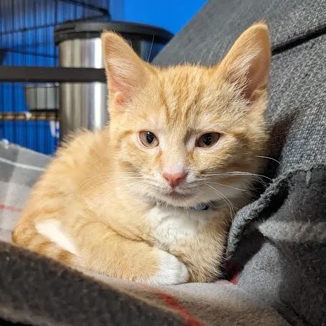 Ross Geller thumbnail 5