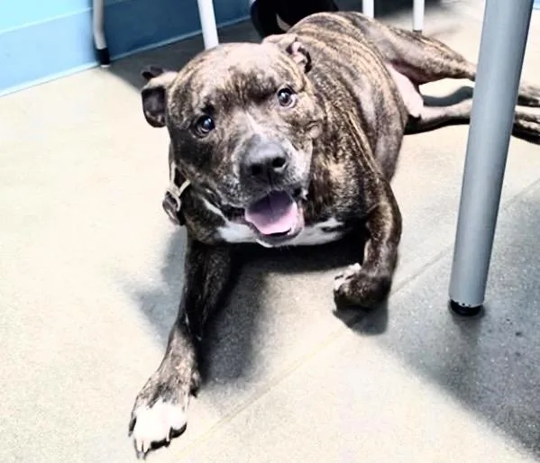 An adult medium-sized male Pit Bull Terrier dog named Astro for adoption in Houston, TX