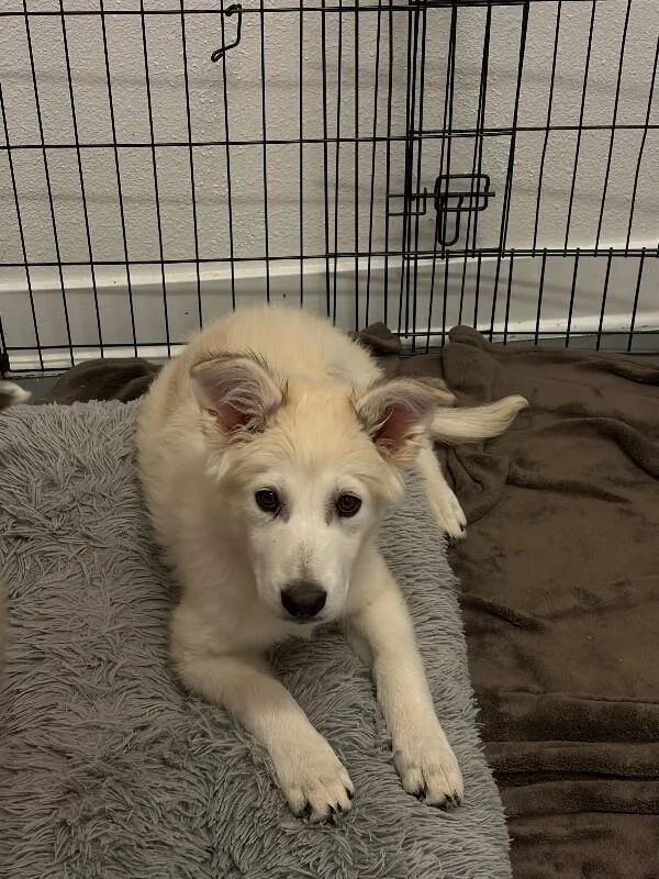 A baby large-sized female White / Cream Husky dog named Dior for adoption in Van Nuys, CA
