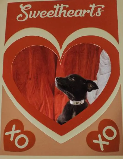 A baby medium-sized male Mixed Breed dog named Moe for adoption in Elmira, NY