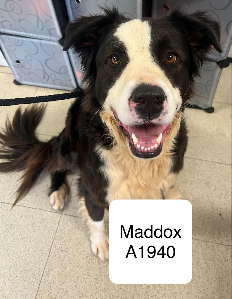 Maddox