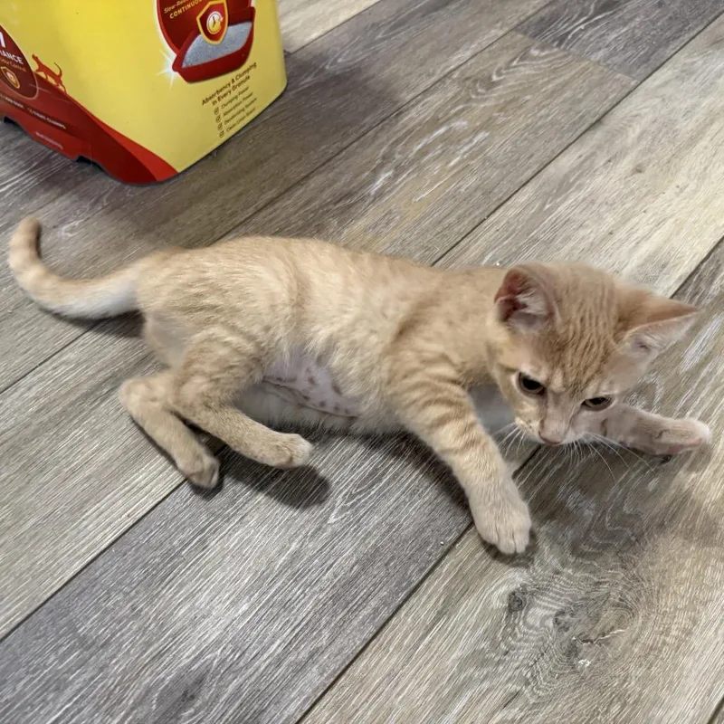 A baby small-sized female Buff / Tan / Fawn Domestic Short Hair cat named Swiss for adoption in Georgetown, KY