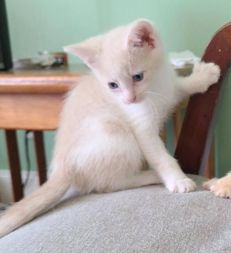 A baby medium-sized male Domestic Short Hair cat named Mason for adoption in Portland, IN