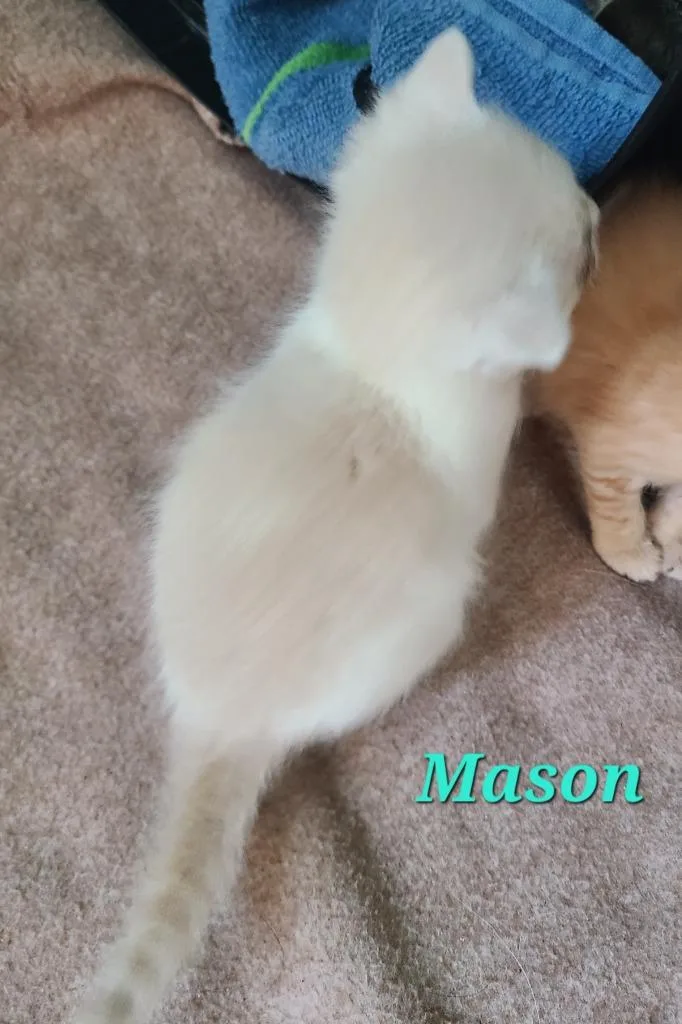 Mason thumbnail 3
