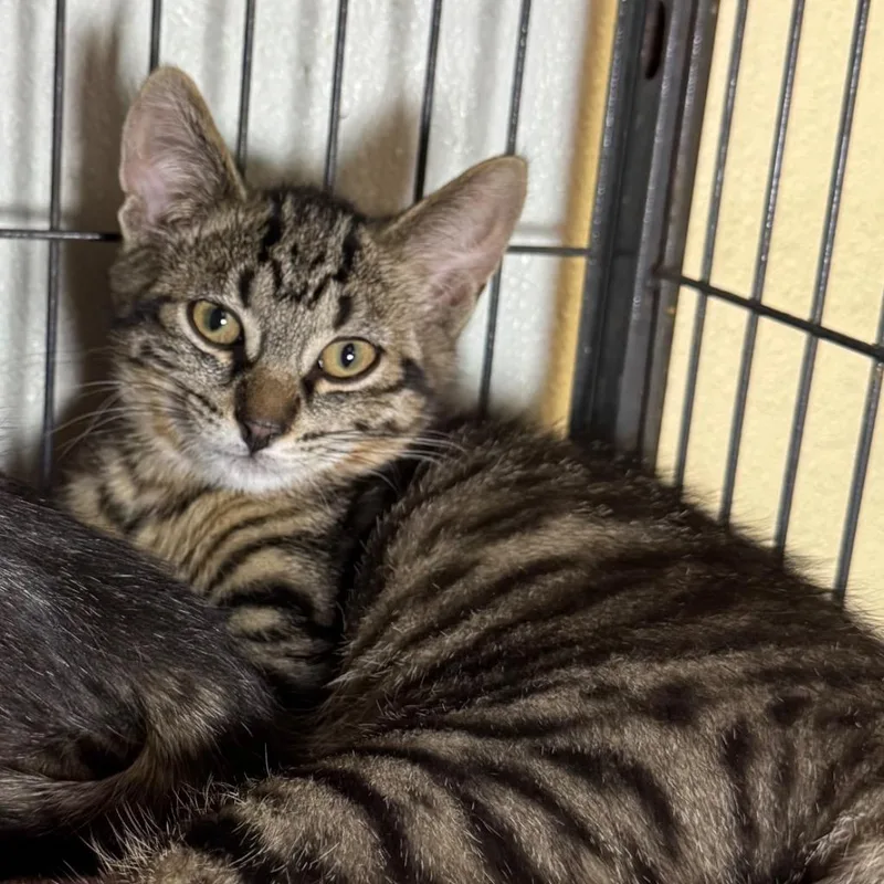 A baby medium-sized male Domestic Short Hair cat named Maxie for adoption in Saginaw, MI