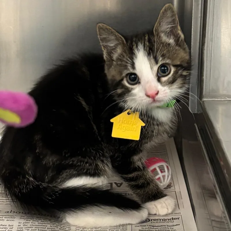 A baby small-sized male Brown / Chocolate Domestic Short Hair cat named Lasagne for adoption in Springfield, MA