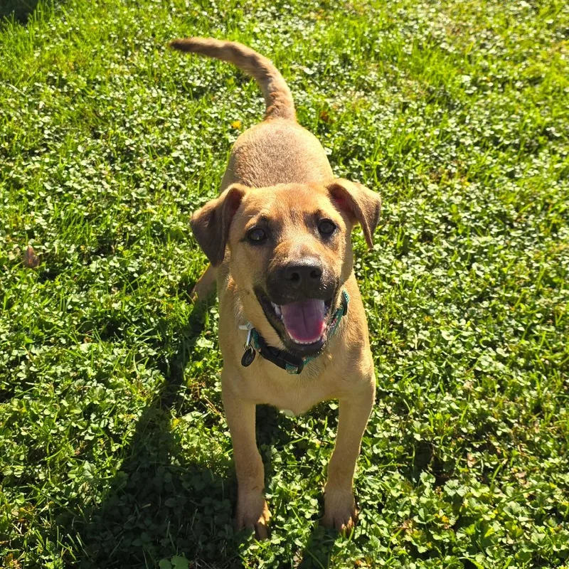 A baby small-sized male Shepherd dog named Ethan for adoption in Milan, IL
