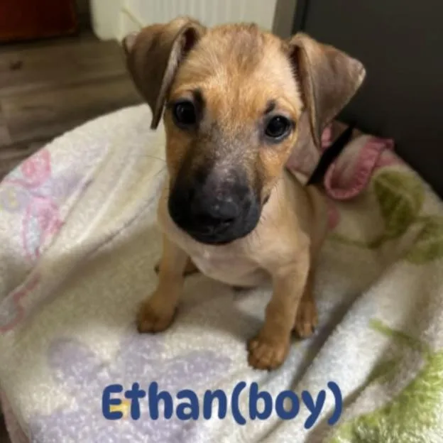 Ethan thumbnail 2