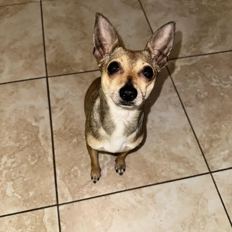 A young small-sized female Brown / Chocolate Chihuahua dog named Amidala for adoption in Tampa, FL