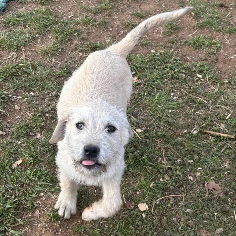 A baby medium-sized female White / Cream Mixed Breed dog named Greer for adoption in Oxford, ME