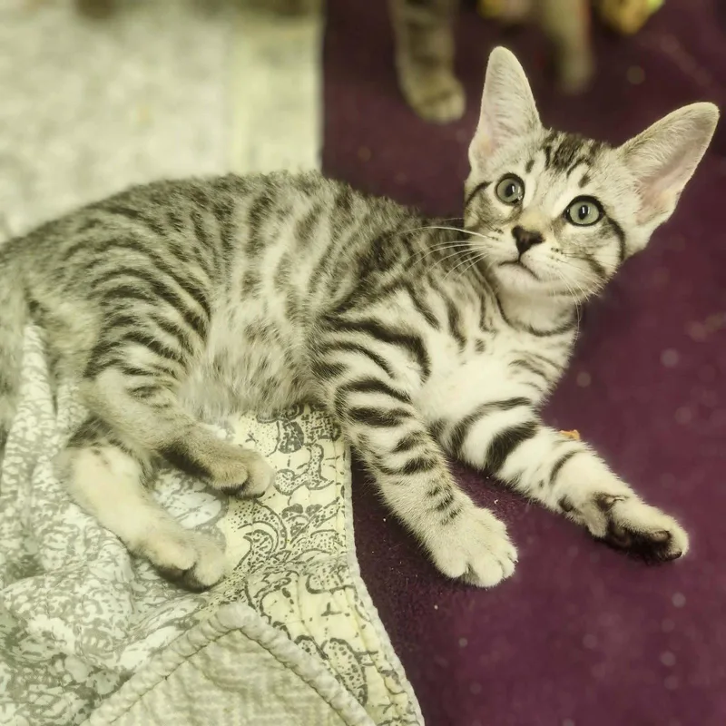 A baby medium-sized female Domestic Short Hair cat named Neve for adoption in Social Circle, GA