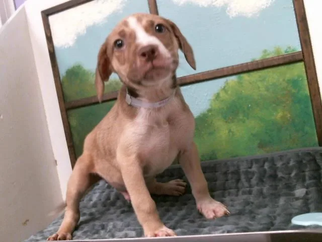A baby small-sized male Staffordshire Bull Terrier dog named Pua for adoption in Houston, TX