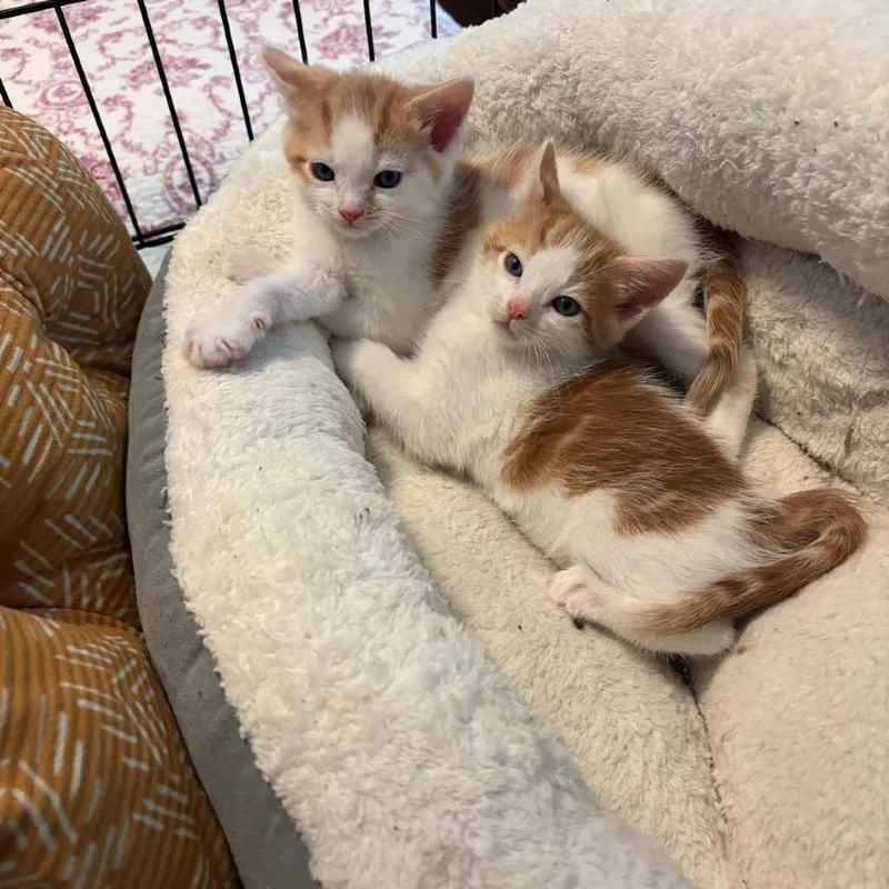 A baby small-sized male Orange / Red Domestic Short Hair cat named Biscuit for adoption in Chapel Hill, NC