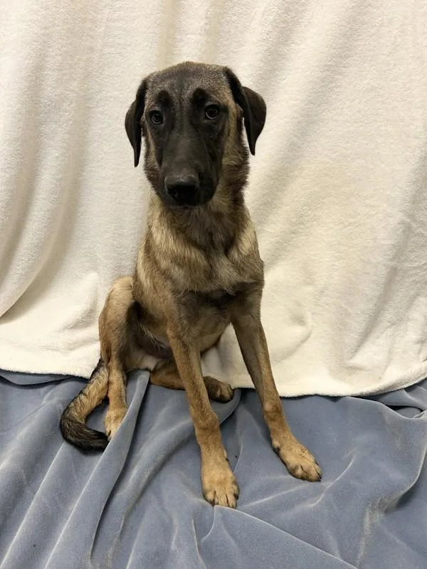 Jovi