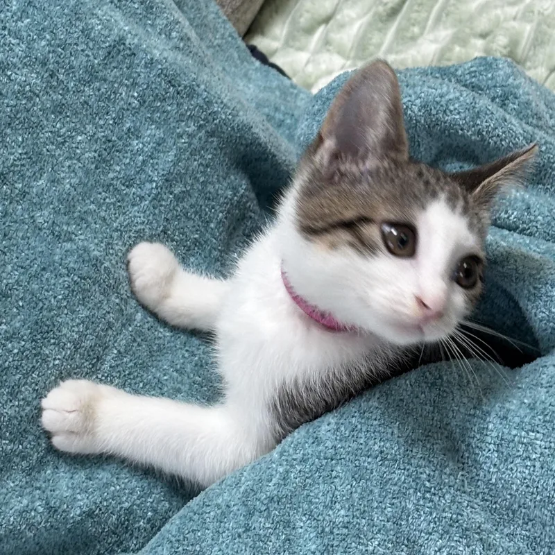 A baby medium-sized female White Domestic Short Hair cat named Sammie for adoption in Lemoyne, PA