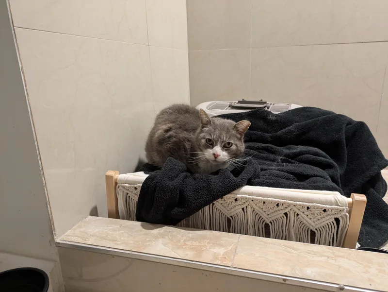 A senior medium-sized female Gray & White Domestic Short Hair cat named Brooke for adoption in Bloomfield, NJ