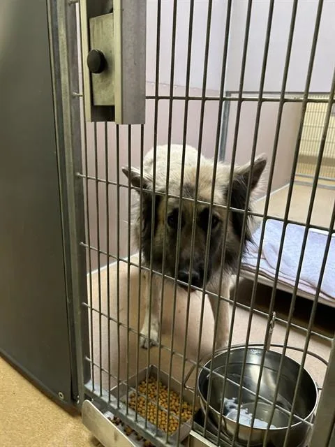 A senior large-sized male German Shepherd Dog dog named Loki for adoption in Martinez, CA
