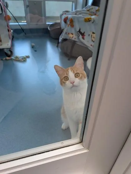 A young small-sized male Domestic Short Hair cat named Farmer for adoption in Roseville, CA