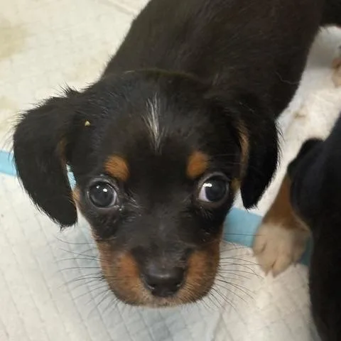 A baby medium-sized male Tricolor (Brown, Black, & White) Beagle dog named Woody for adoption in Scottsburg, IN