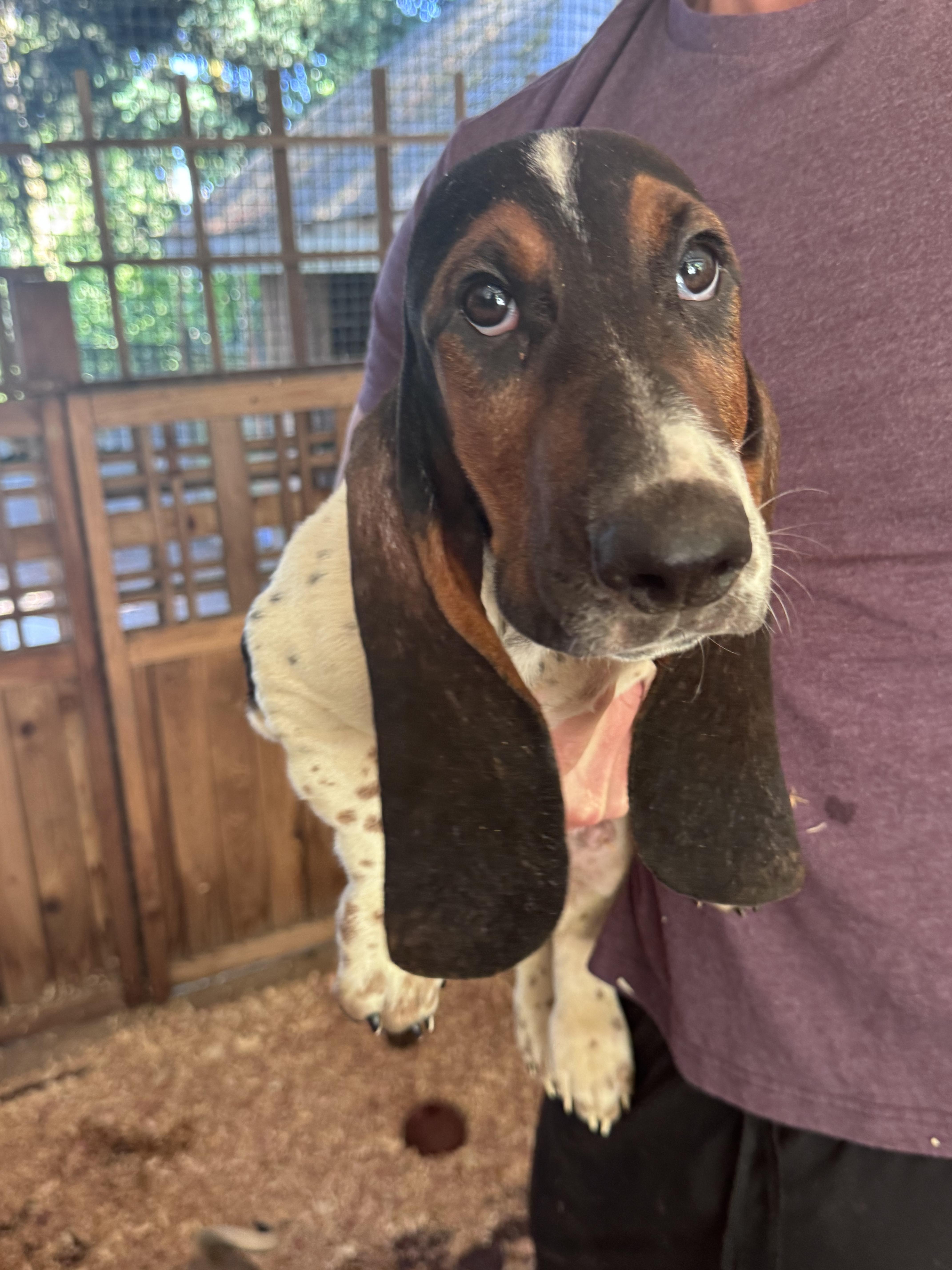 A young large-sized male Tricolor (Brown, Black, & White) Basset Hound dog named Beau Boone for adoption in Puyallup, WA