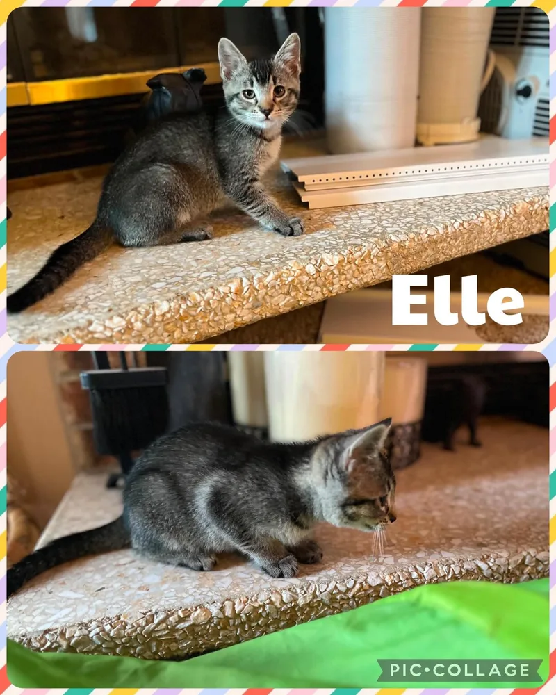 A baby small-sized female Tabby (Brown / Chocolate) Domestic Short Hair cat named Elle for adoption in Newberg, OR