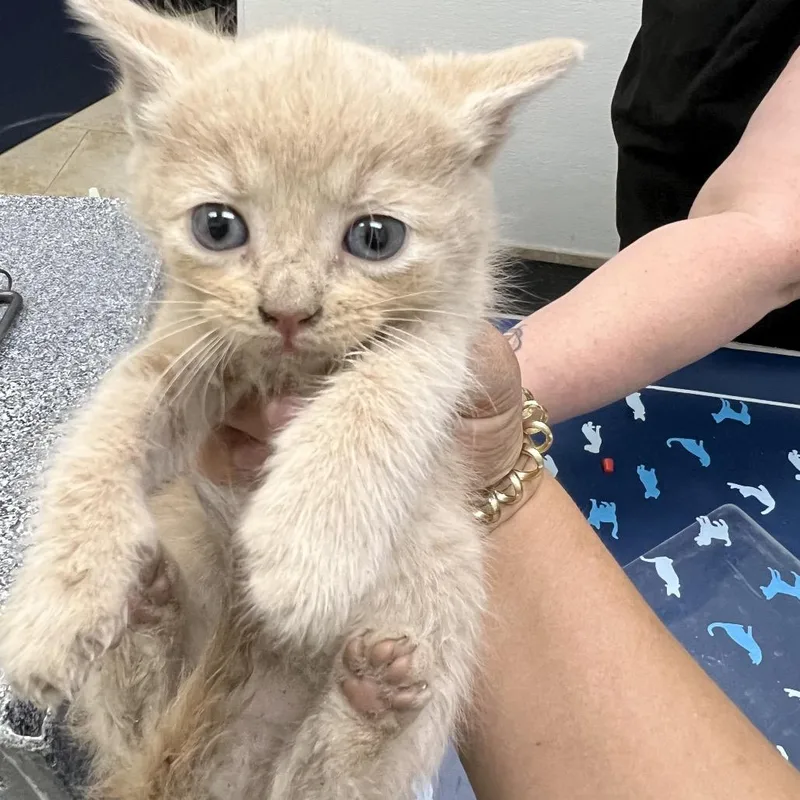 A baby small-sized male Cream / Ivory Domestic Short Hair cat named Marlow for adoption in Galveston, TX