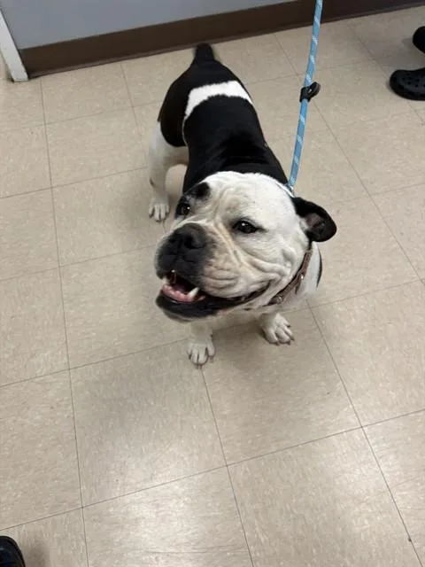 An adult small-sized female English Bulldog dog named Buffy for adoption in Killeen, TX