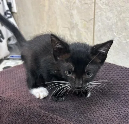 A baby small-sized female Domestic Short Hair cat named Cece for adoption in Honolulu, HI
