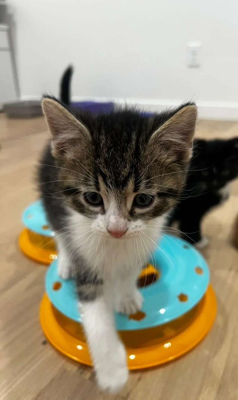 A baby medium-sized male Tabby (Buff / Tan / Fawn) Domestic Short Hair cat named Coyote for adoption in Sioux City, IA