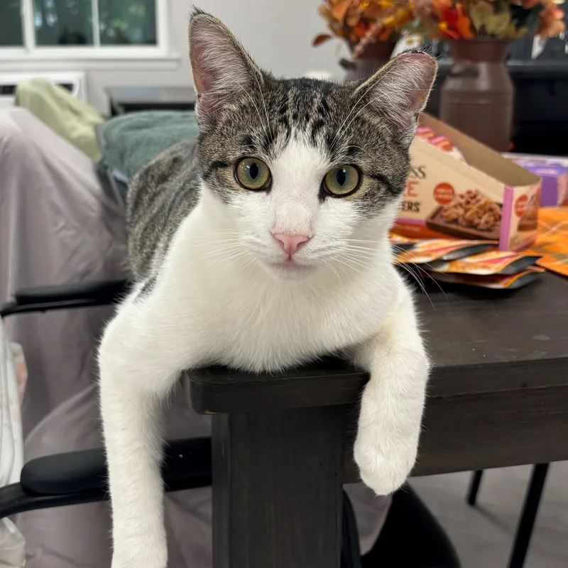A young medium-sized male White Domestic Short Hair cat named Sunny for adoption in West Orange, NJ