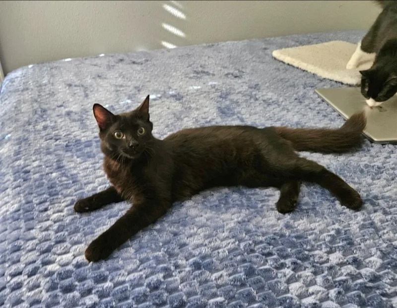 A baby medium-sized male Domestic Long Hair cat named Reptar for adoption in San Jacinto, CA